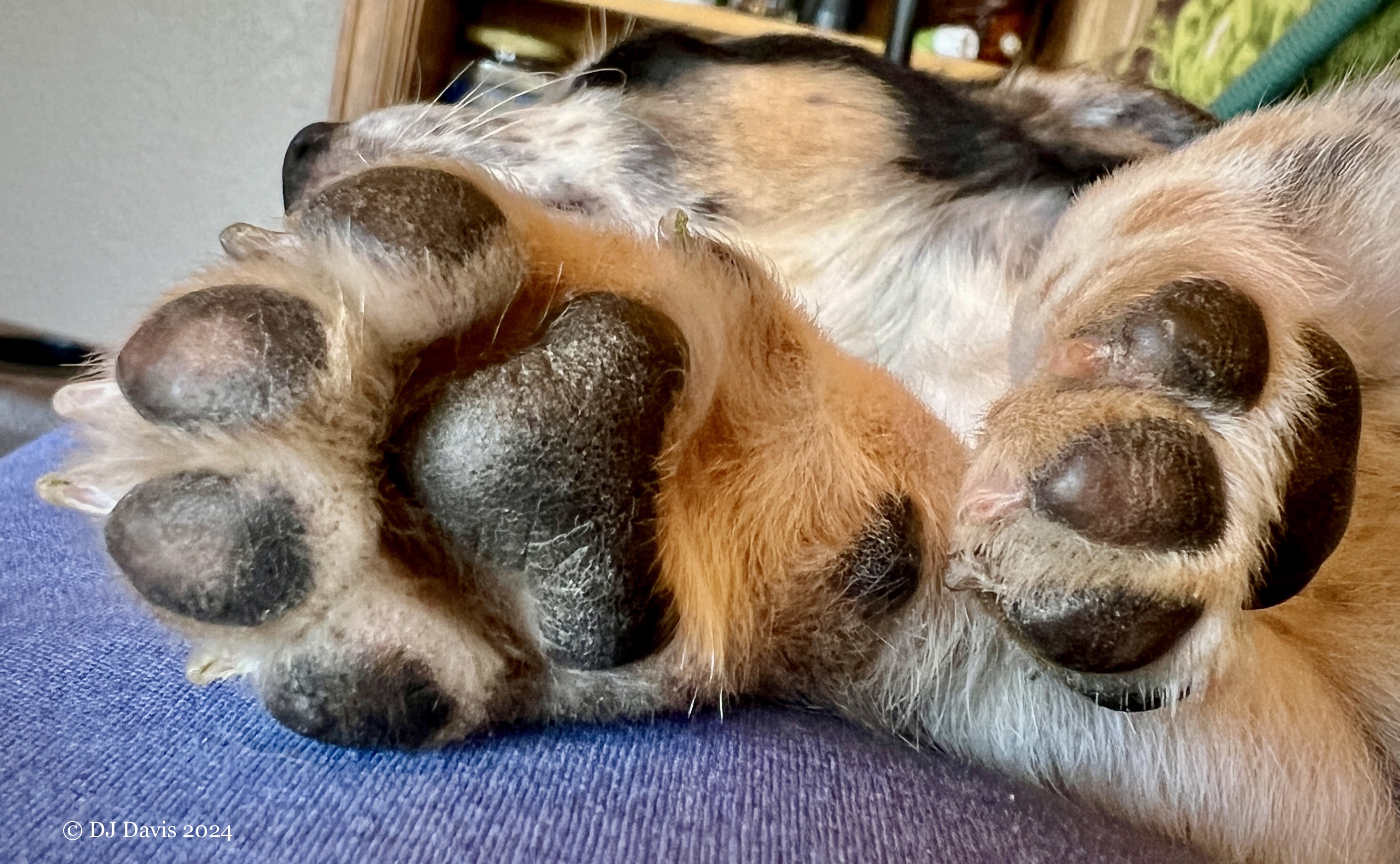 As the Puppy Grows