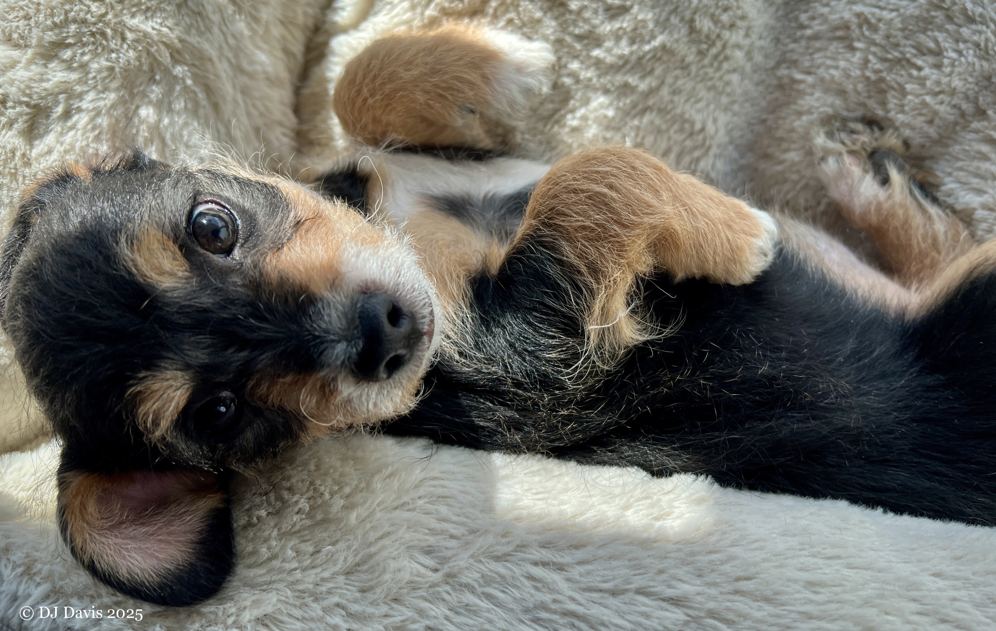 Pupdemonium