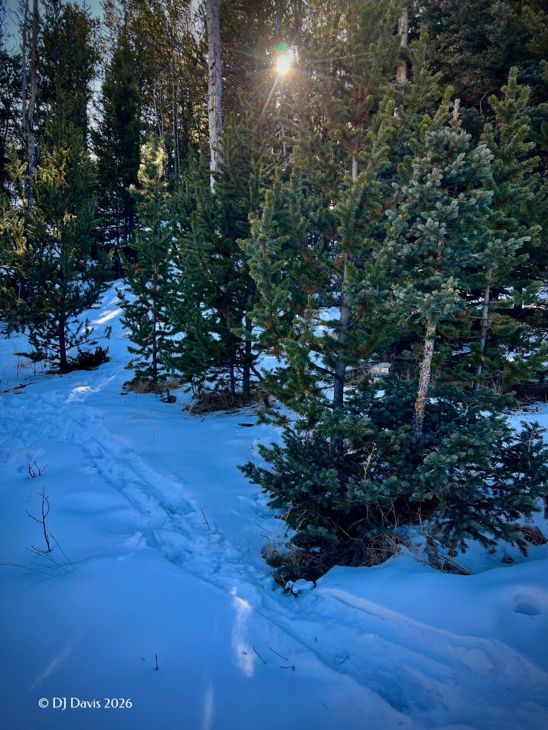 sun shining through trees in the snow