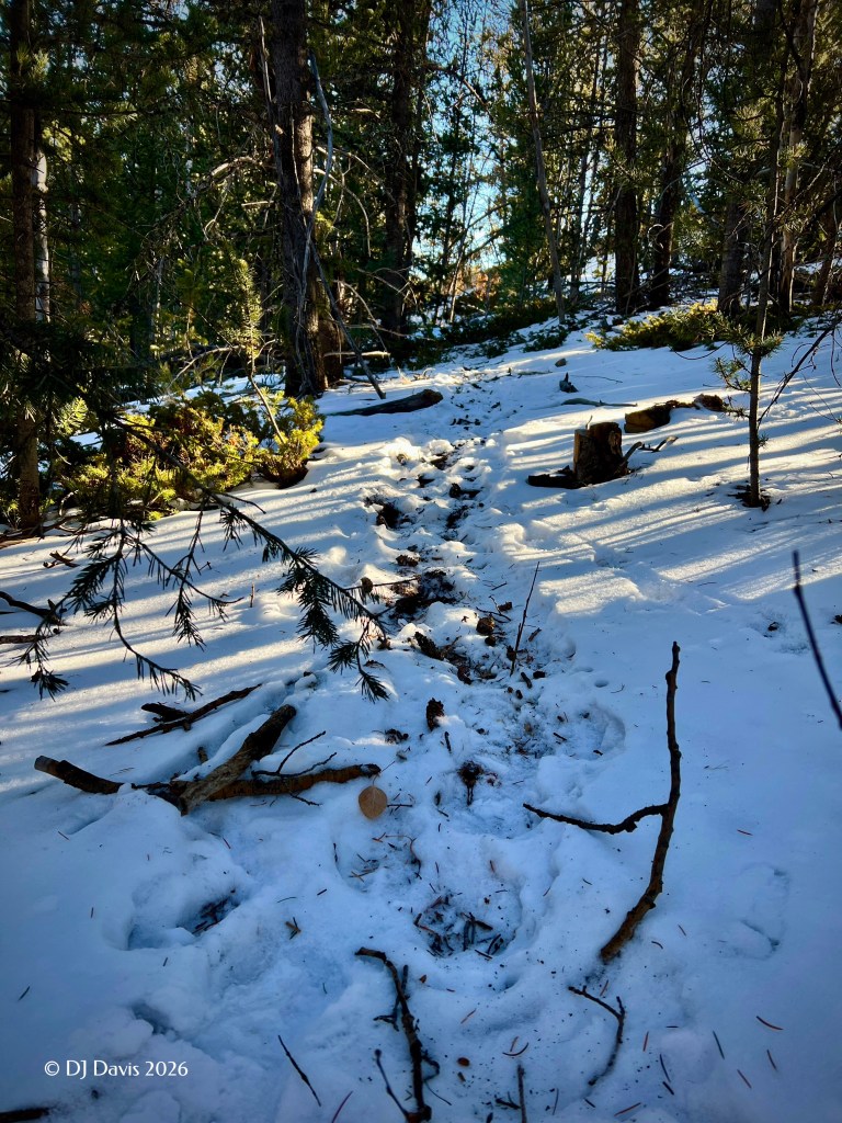 Elk trail in the snow