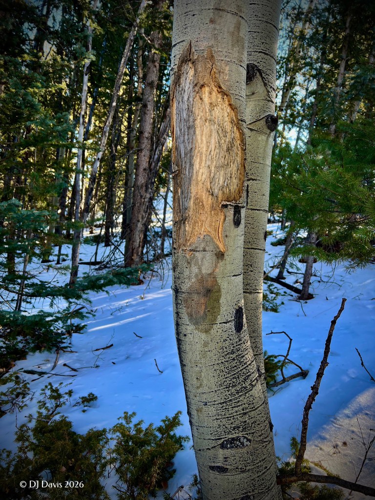 marks from elk feeding on aspen trees