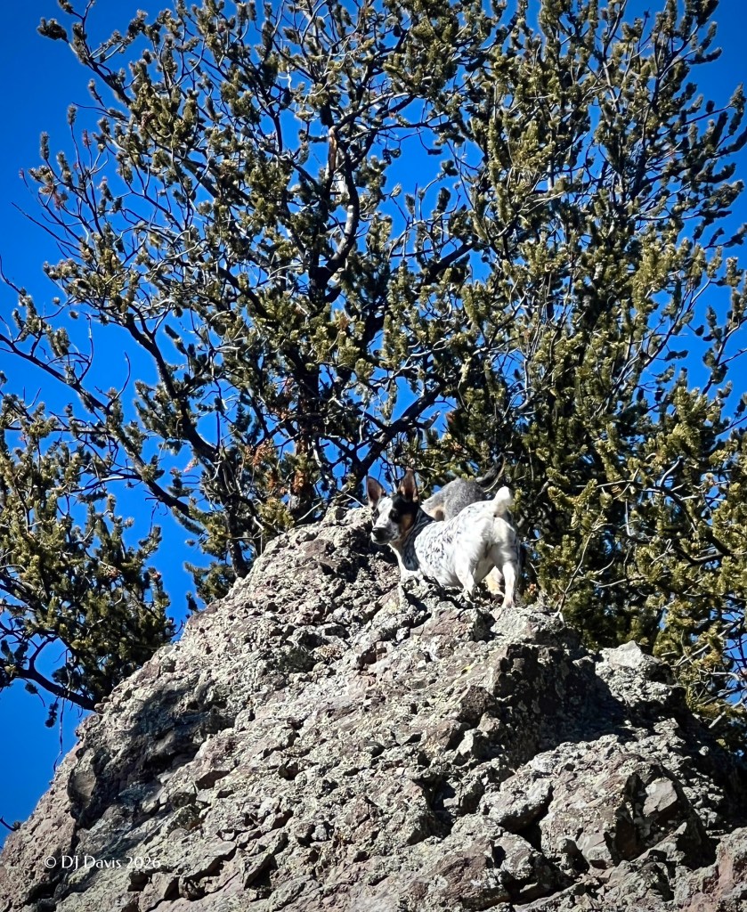 Dog on rocks with a Bristlecone Pine