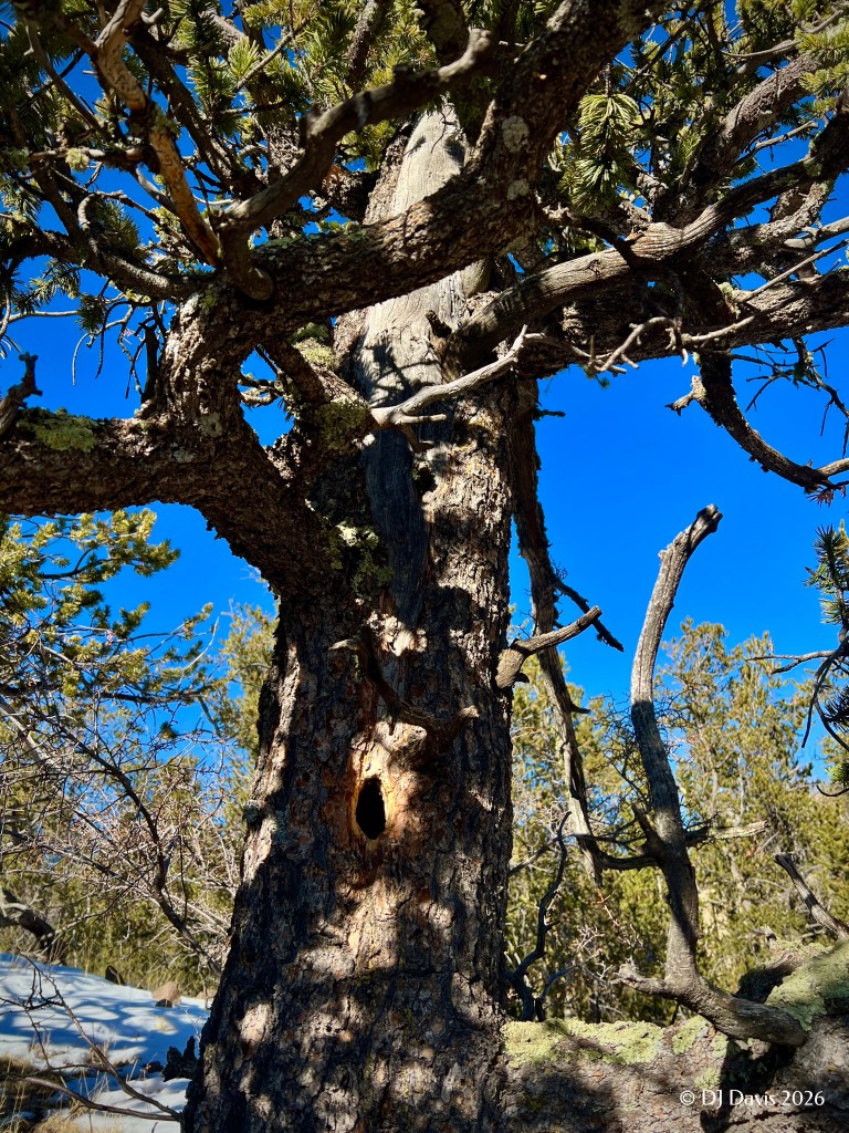 Bristlecone Pine with nest hole in the trunk