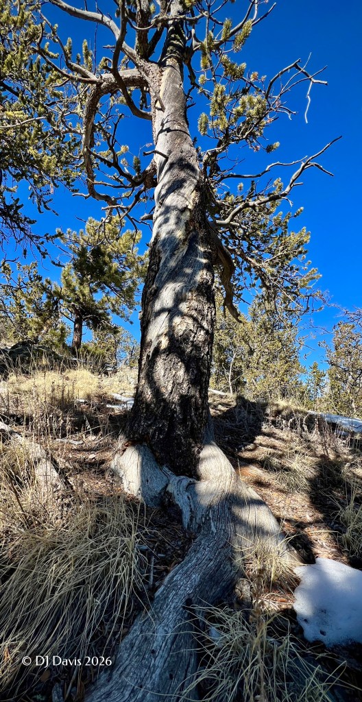 Bristlecone Pine Tree